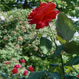Trandafir cu parfum discret - Trandafiri - Ruby Wedding™ - 